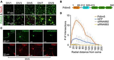 Role of a Pdlim5:PalmD complex in directing dendrite morphology